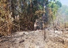 Gia Lai: Thêm hàng chục ha rừng bị thiêu rụi