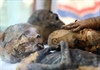 Phát hiện hàng loạt xác ướp trong mộ 2.000 năm ở Ai Cập