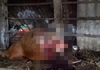 Quảng Bình: Bò nhốt trong chuồng bị kẻ xấu giết hại để xẻ thịt