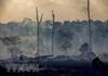 Rừng Amazon vẫn cháy âm ỉ sau trận cháy lớn hồi tháng 8