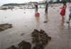 Cần xử lý nghiêm hành vi hủy hoại san hô vịnh Nha Trang