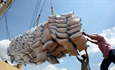 Xuất cấp gạo cho các địa phương dịp Tết Nguyên đán và giáp hạt đầu năm 2022