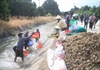 Khánh Hòa: Sôi động mùa thu hoạch củ kiệu Tết
