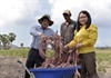 Hiệu quả từ mô hình trồng rau của đồng bào Khmer vùng biên giới