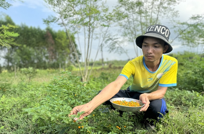 Quảng Ngãi: Tuổi trẻ khởi nghiệp từ nông nghiệp sạch gắn với dịch vụ du...
