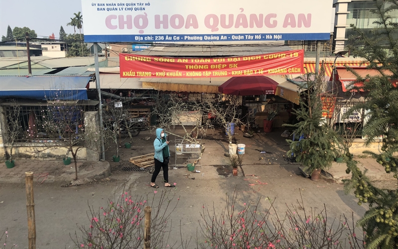 Sắc đào nở rộ tại chợ hoa Quảng An trước thềm năm mới